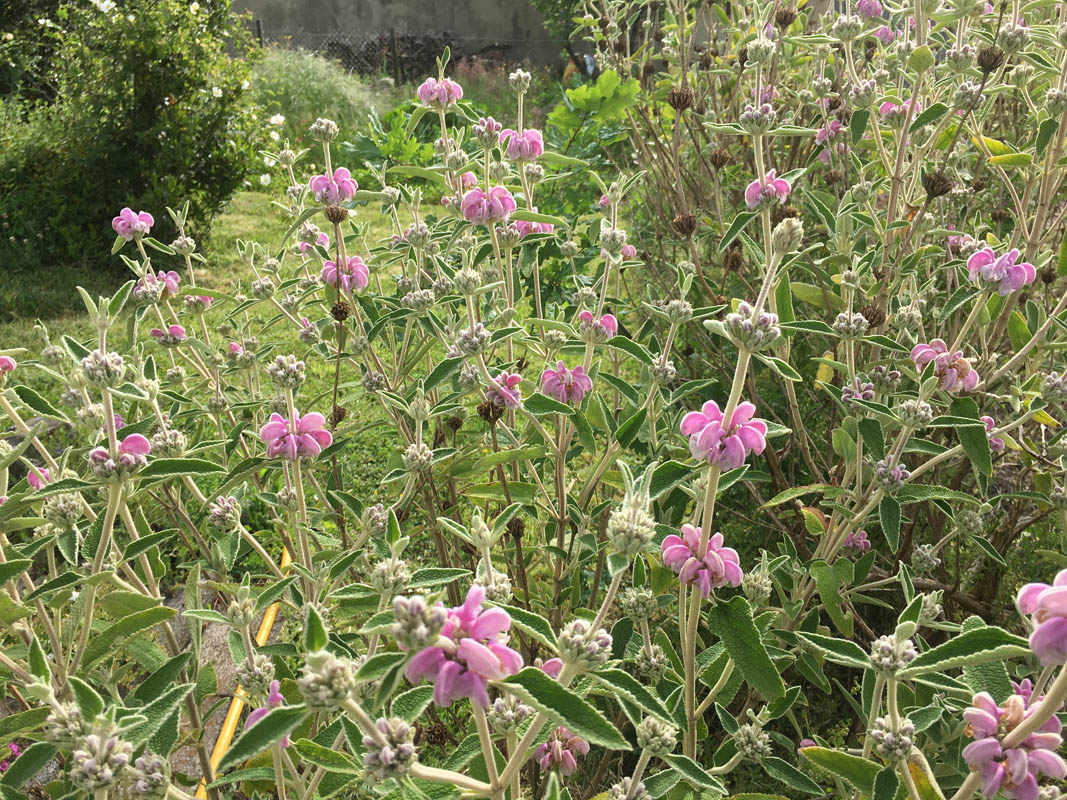 Phlomis purpurea